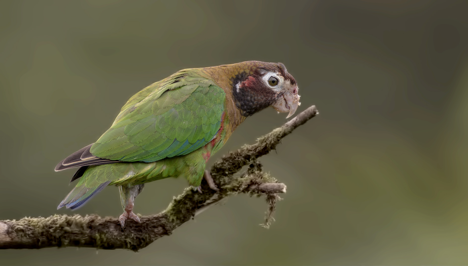 Brown-throated Parakeet